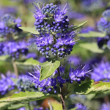 Blau Prachtspiere Blumensamen zur Aussaat saisonal Dauerblüher Traditionssorte & ohne Gentechnik Samen Hausgarten