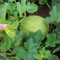 Casaba-Melonenreben Fruchtsamen für einfaches Anpflanzen