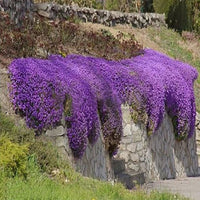 Cascade blume samen garten – colorful trailing pflanzen