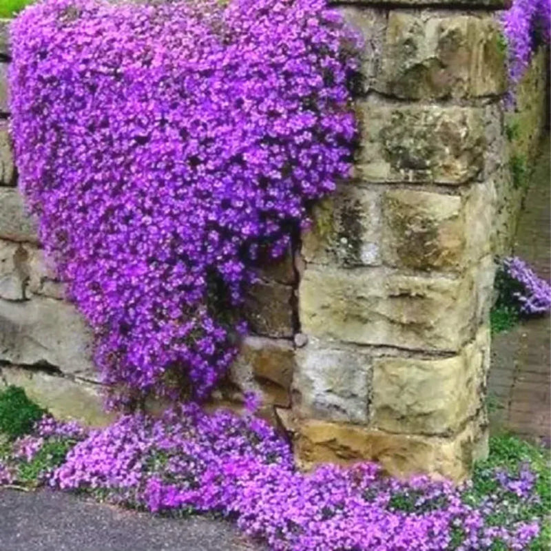 Cascade flowering samen for anpflanzung – vibrant trailing garten blooms