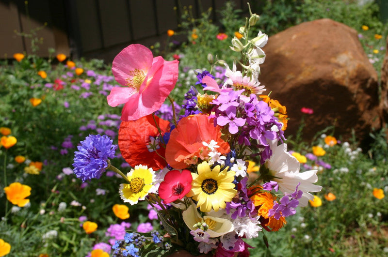 Mixed cascade blume samen for anpflanzung - vibrant colors, heirloom & gmo free samen for home garten
 
 sale samen for home garten