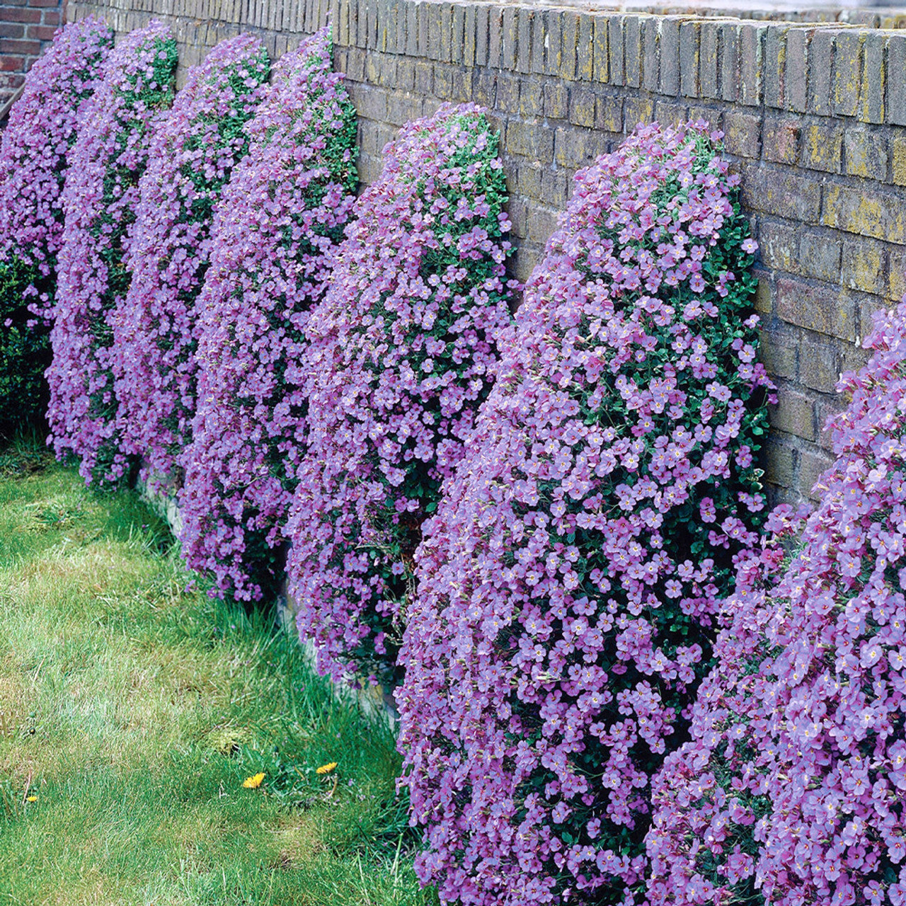 Cascade trailing blume anpflanzung samen – perfect for baskets and borders