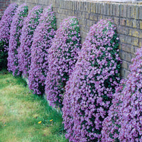 Cascade trailing blume anpflanzung samen – perfect for baskets and borders