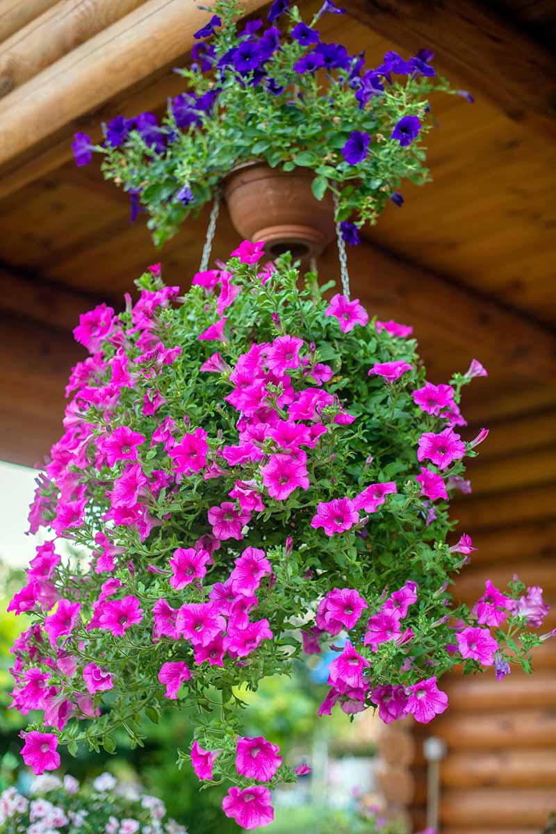 Cascading blau and gelb petunia blumen for garten decor