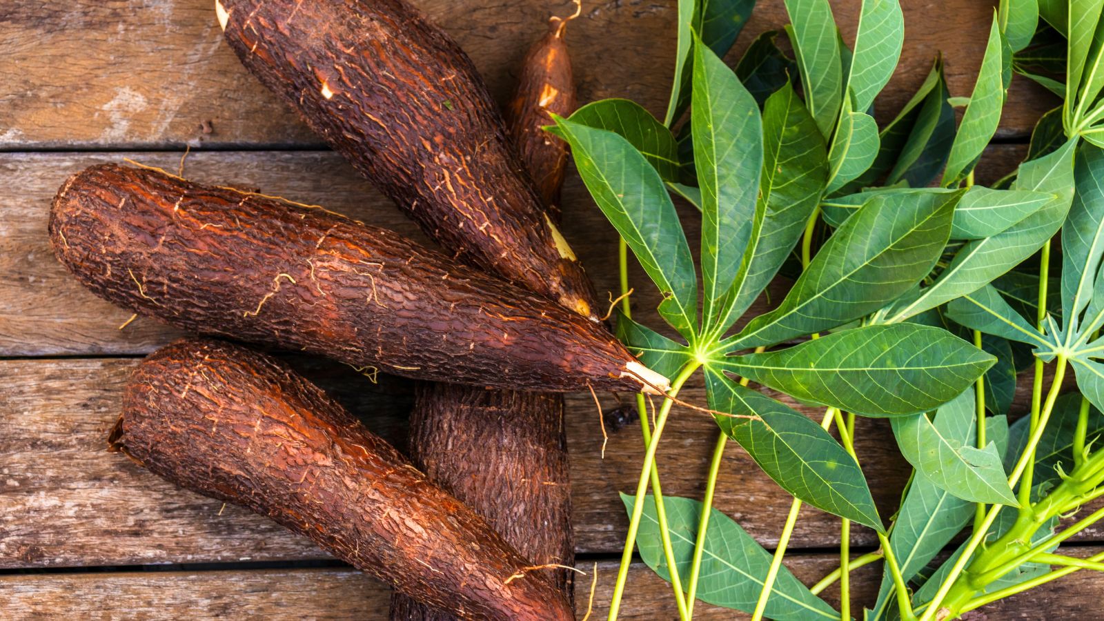Non gmo cassava samen einfachen to pflanze