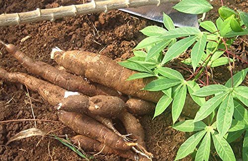 Cassava root gemüse samen tropical gardening