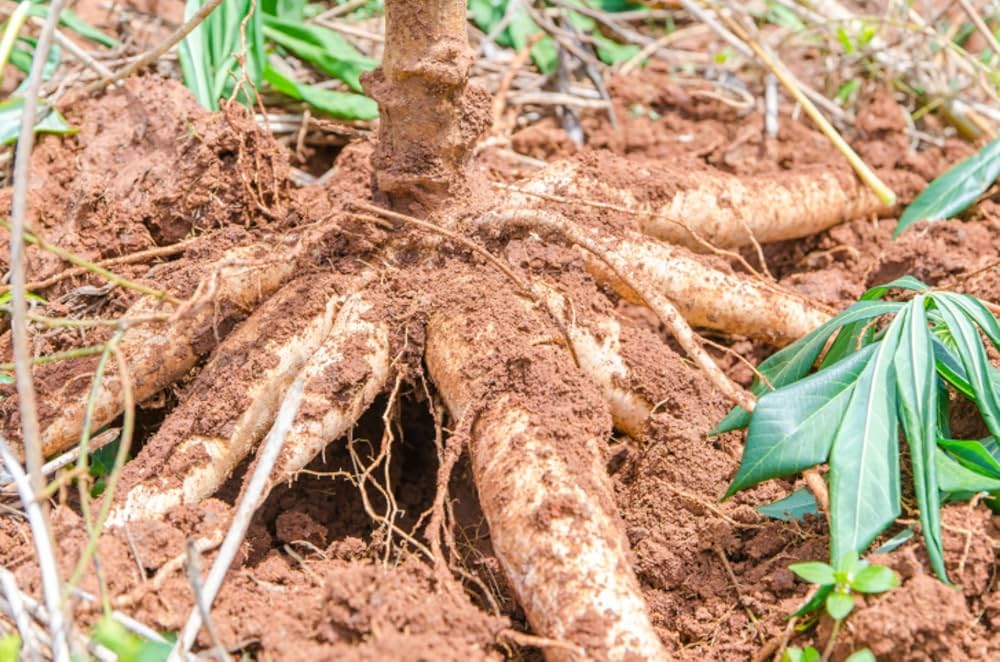 High quality cassava samen non gmo