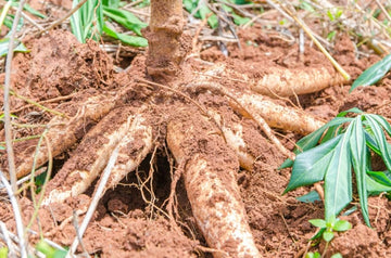 High quality cassava samen non gmo