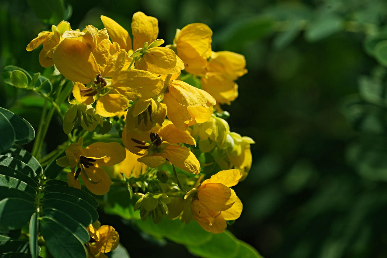 Traditionssorte Cassia Blumensamen zur Aussaat Halbschatten verträglich Traditionssorte & ohne Gentechnik Samen Hausgarten