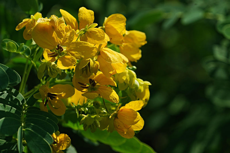 Traditionssorte Cassia Blumensamen zur Aussaat Halbschatten verträglich Traditionssorte & ohne Gentechnik Samen Hausgarten