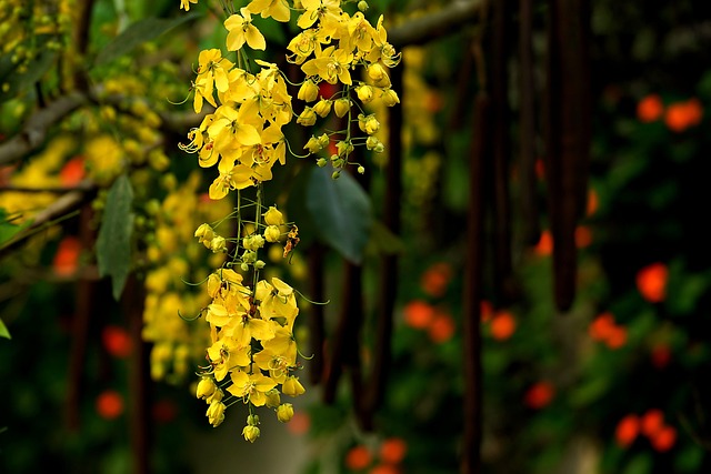 Traditionssorte Cassia Blumensamen zur Aussaat Halbschatten verträglich Traditionssorte & ohne Gentechnik Samen Hausgarten
