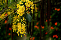 Traditionssorte Cassia Blumensamen zur Aussaat Halbschatten verträglich Traditionssorte & ohne Gentechnik Samen Hausgarten