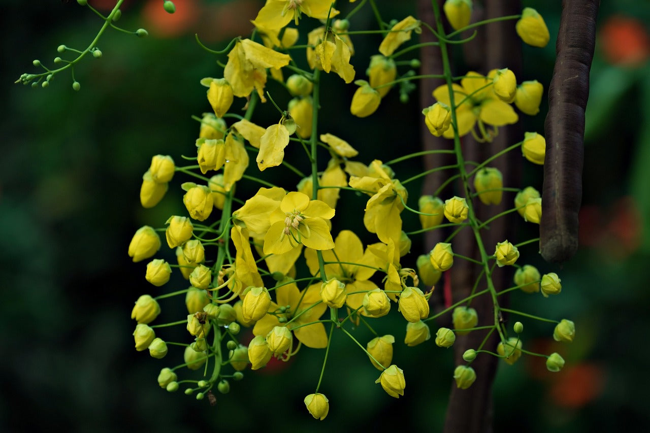 Traditionssorte Cassia Blumensamen zur Aussaat Halbschatten verträglich Traditionssorte & ohne Gentechnik Samen Hausgarten
