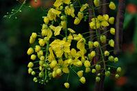 Traditionssorte Cassia Blumensamen zur Aussaat Halbschatten verträglich Traditionssorte & ohne Gentechnik Samen Hausgarten