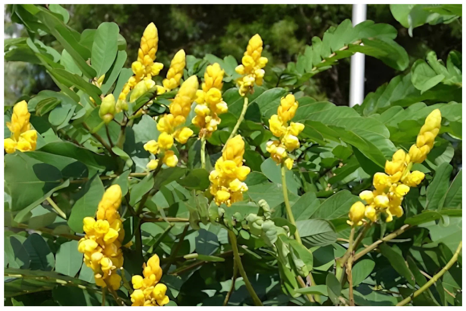Cassia alata used as a landscape accent