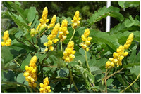 Cassia alata used as a landscape accent