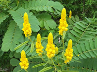 Cassia alata wachsend in a tropical garten