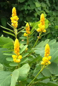 Cassia alata leaves and blumen in full sun