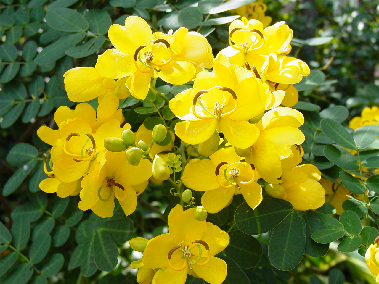 Cassia blume samen for anpflanzung – elegant gelb blooms