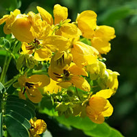 Cassia flowering pflanze – bright gelb garten blooms