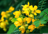 Cassia samen gelb – non-gmo blume samen for garten use