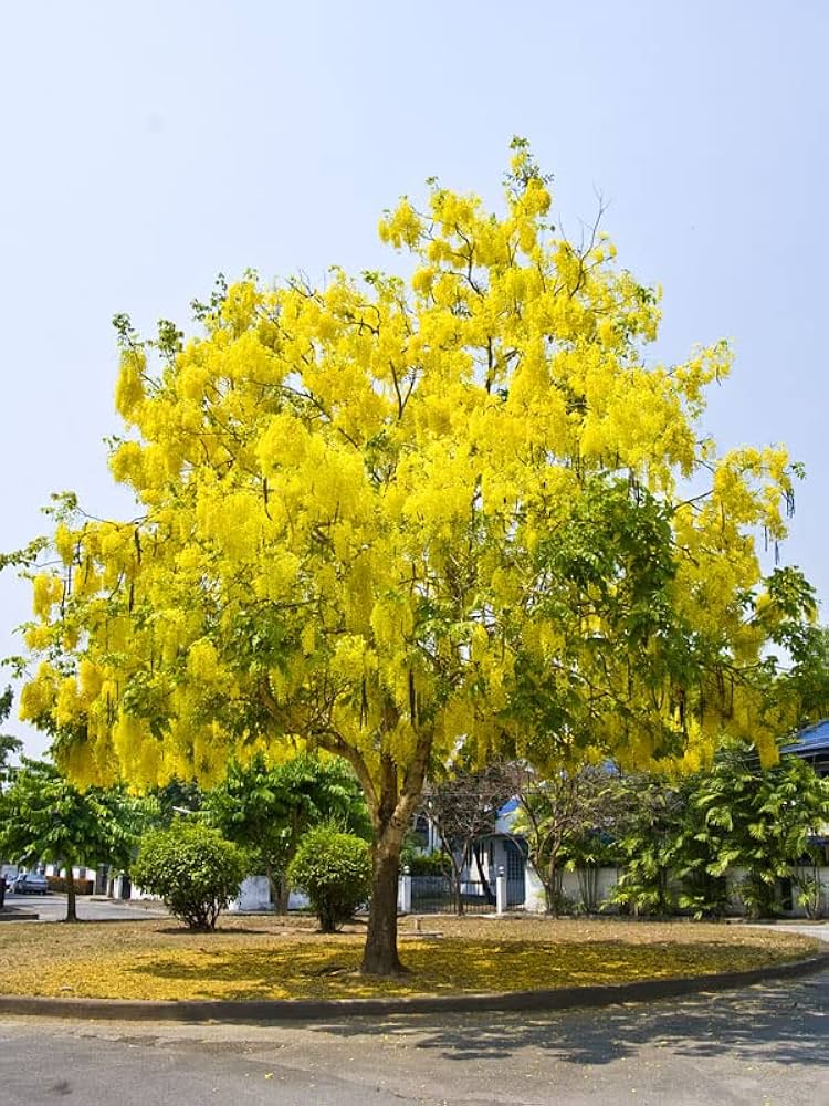 Cassia tree samen anpflanzung and wachsend guide