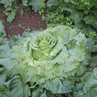 Castelfranco radicchio samen for anpflanzung