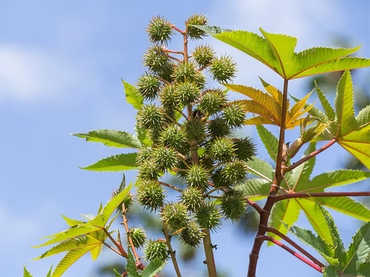 Castor Blumensamen – Blumensamen zur Aussaat – pflegeleicht – Traditionssorte & ohne Gentechnik Samen Hausgarten