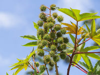 Castor Blumensamen – Blumensamen zur Aussaat – pflegeleicht – Traditionssorte & ohne Gentechnik Samen Hausgarten