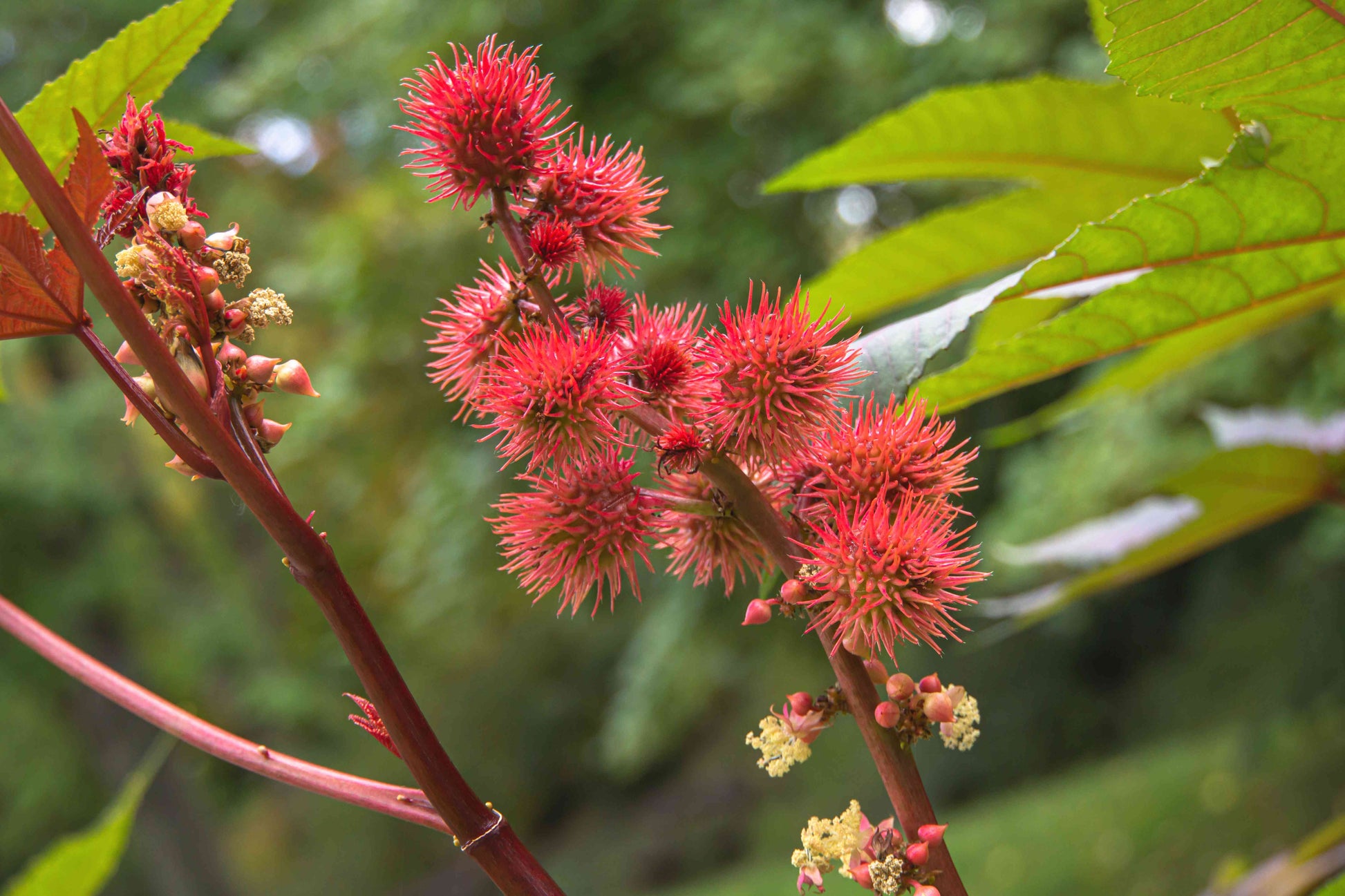 Castor Blumensamen zur Aussaat – pflegeleicht – Traditionssorte & ohne Gentechnik Samen Hausgarten