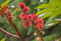 Castor Blumensamen zur Aussaat – pflegeleicht – Traditionssorte & ohne Gentechnik Samen Hausgarten