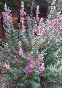 Cat Thyme Teucrium Marum Seedlings Sprouting in Pots