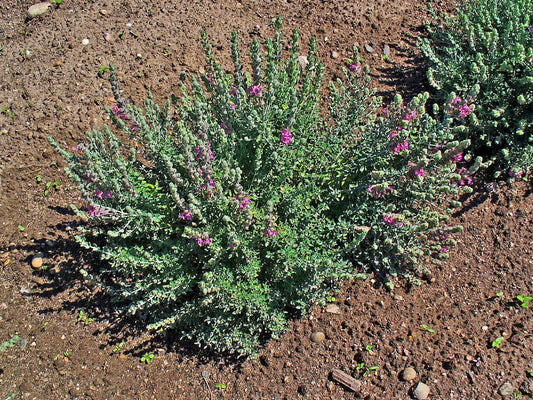 Cat Thyme Samen Teucrium Marum Silvery Foliage and Red-Purple Blumen