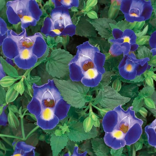 Gemischt Wishbone Blumensamen zur Aussaat – Landhaus Garten wichtig – Traditionssorte & ohne Gentechnik Samen Hausgarten