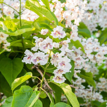 Catalpa blume samen