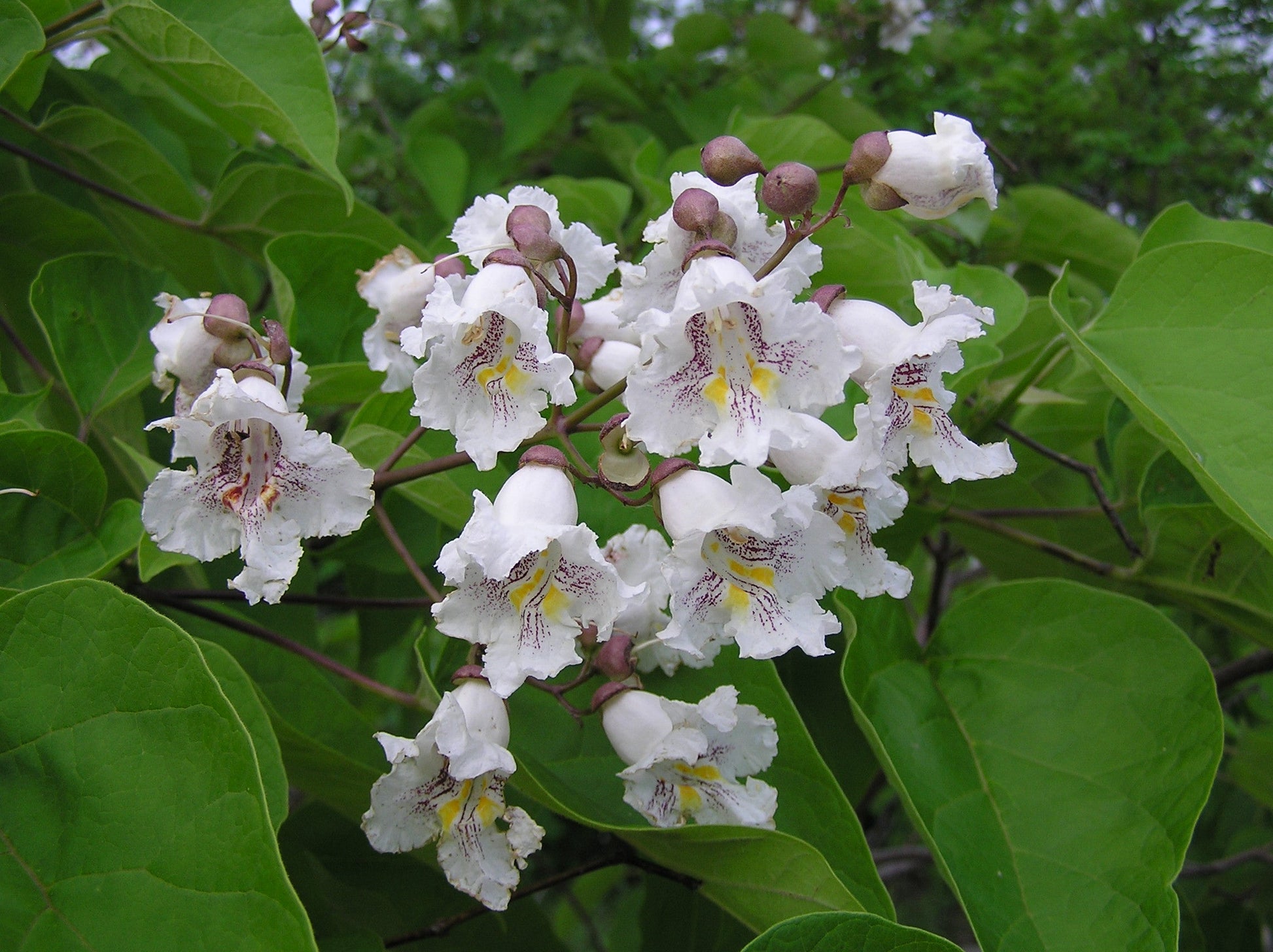 Southern catalpa tree blooming in garten landscape
