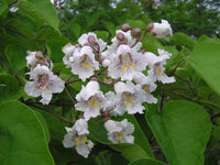 Southern catalpa tree blooming in garten landscape
