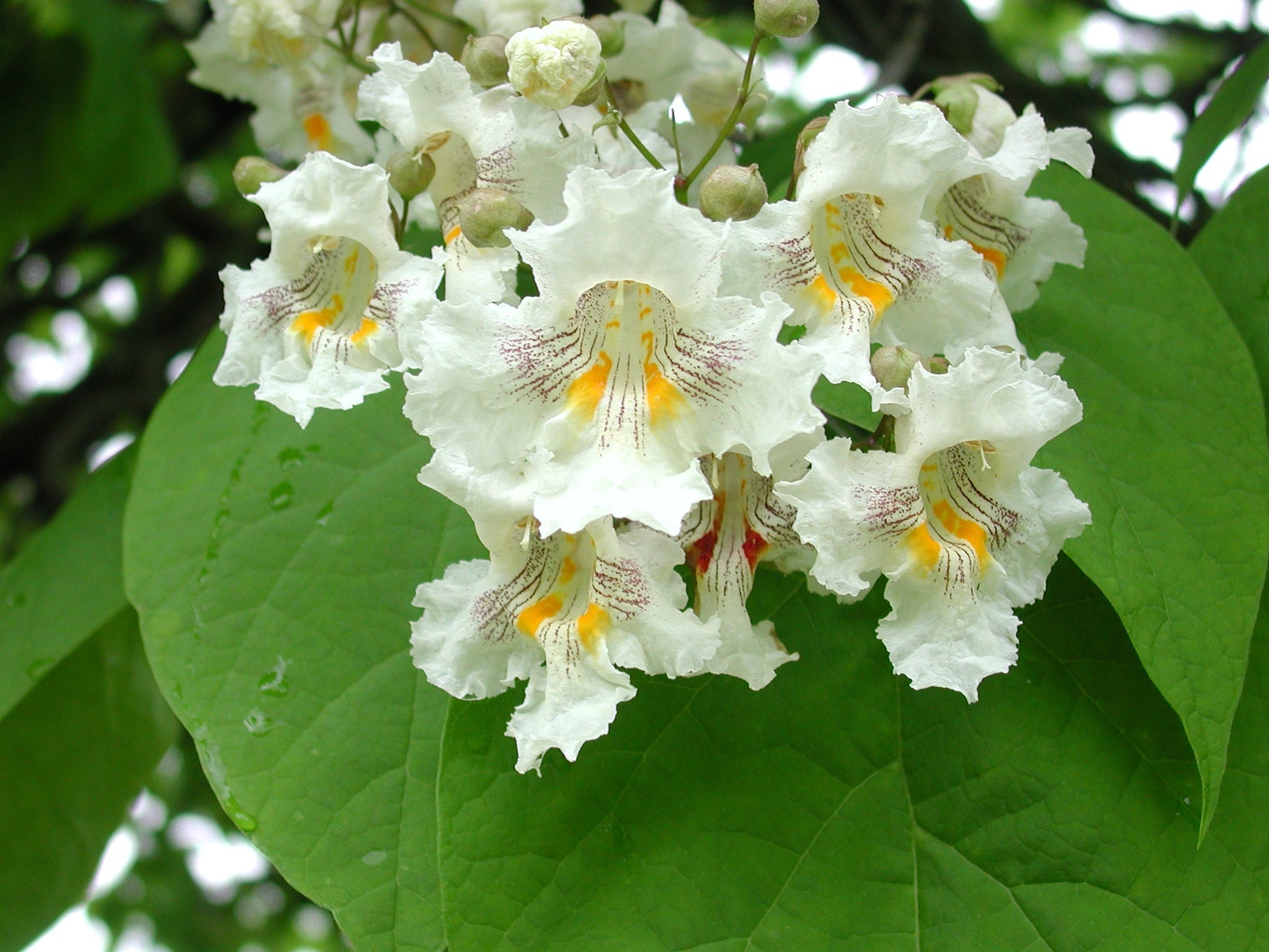 Southern catalpa seedlings wachsend in töpfen