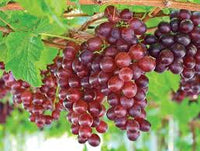 Rotedish-purple Catawba grapes in cluster