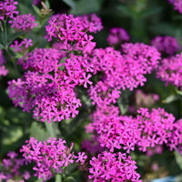 Lila Catchfly Blumensamen zur Aussaat – Bestäuber freundlich – Traditionssorte & ohne Gentechnik Samen Hausgarten
