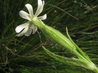 Catchfly seedlings wachsend in garten bed