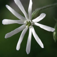 Weiß catchfly blume blooms in garten from samen