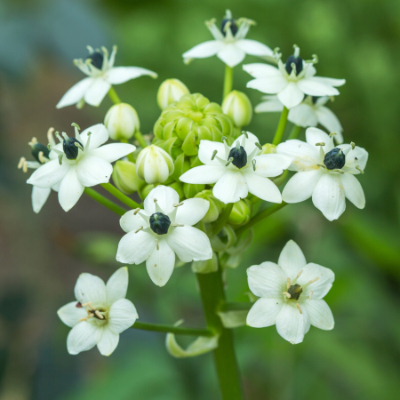 Ornithogalum Saundersiae Blumensamen zur Aussaat pflegeleicht Traditionssorte & ohne Gentechnik Samen Hausgarten