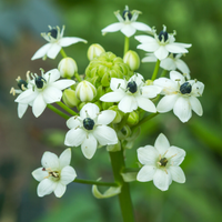 Ornithogalum Saundersiae Blumensamen zur Aussaat pflegeleicht Traditionssorte & ohne Gentechnik Samen Hausgarten