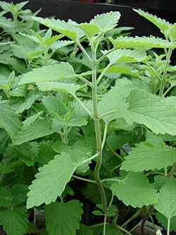 Catmint Catnip Pflanzen grown from Samen attracting pollinators