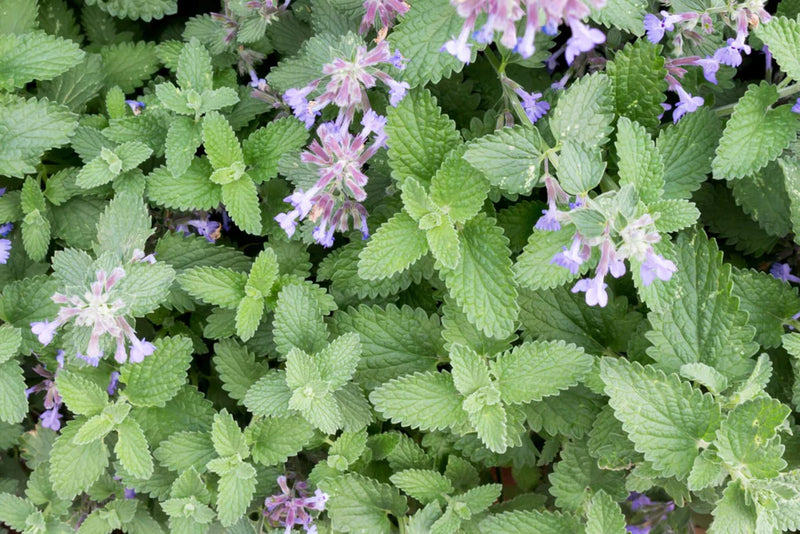 kaufen green catnip vegetable samen pflanzung tips Stück, 100 Stück