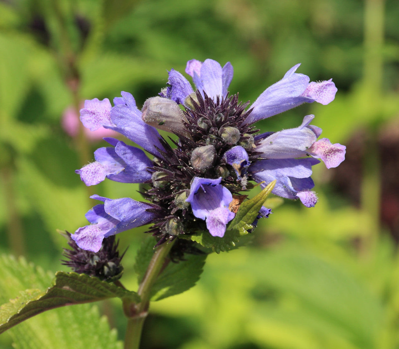 Purple blooms of Japanese Catnip Pflanze in full sun
