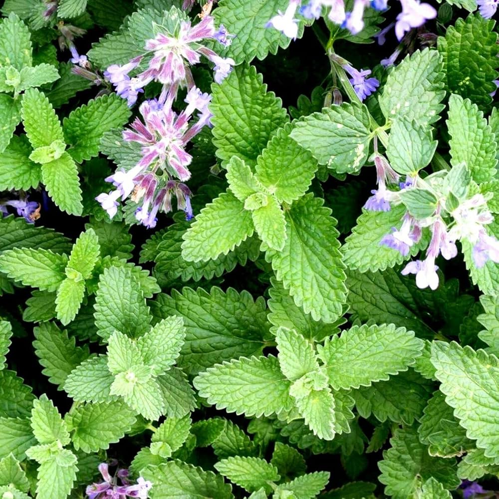 Catnip ornamental grey-green foliage from Samen