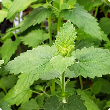Catnip Samen Nepeta cataria perennial Kraut with gray-green foliage