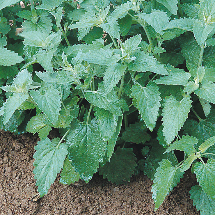 Catnip Samen with complete Aussaat and Anbau guide